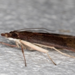 Uresiphita ornithopteralis at Melba, ACT - 10 Sep 2021