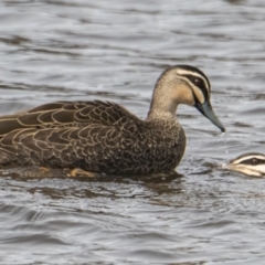 Anas superciliosa (Pacific Black Duck) at QPRC LGA - 10 Sep 2021 by WHall