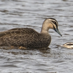 Anas superciliosa (Pacific Black Duck) at Queanbeyan, NSW - 10 Sep 2021 by WHall