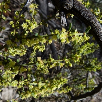 Phyllanthus occidentalis (Thyme Spurge) at Mount Jerrabomberra - 12 Sep 2021 by Paul4K