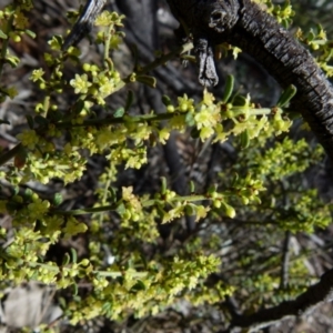 Phyllanthus occidentalis at Jerrabomberra, NSW - 12 Sep 2021