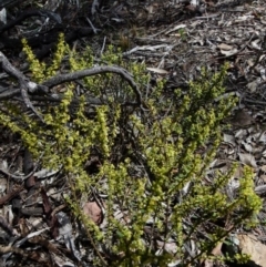 Phyllanthus occidentalis at Jerrabomberra, NSW - 12 Sep 2021