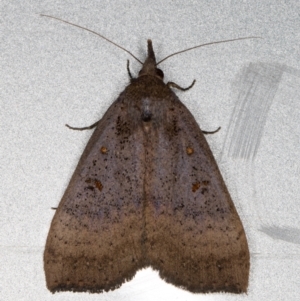 Rhapsa suscitatalis at Melba, ACT - 10 Sep 2021