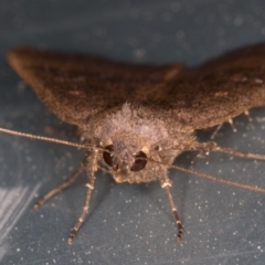 Rhapsa suscitatalis at Melba, ACT - 10 Sep 2021 11:02 PM