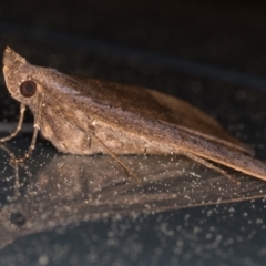 Rhapsa suscitatalis at Melba, ACT - 10 Sep 2021