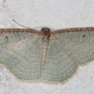 Poecilasthena pulchraria at Melba, ACT - 10 Sep 2021 11:03 PM