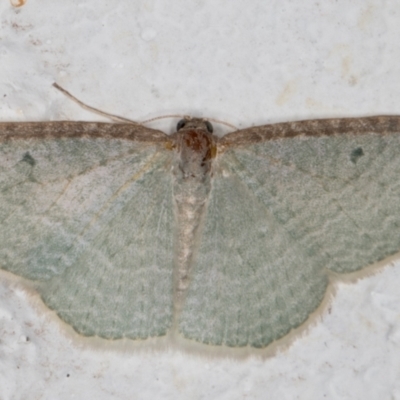 Poecilasthena pulchraria (Australian Cranberry Moth) at Melba, ACT - 10 Sep 2021 by kasiaaus