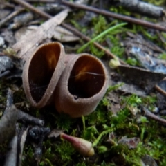 zz – ascomycetes - apothecial (Cup fungus) at Mount Jerrabomberra QP - 12 Sep 2021 by Paul4K