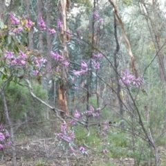 Indigofera australis subsp. australis (Australian Indigo) at Karabar, NSW - 12 Sep 2021 by Paul4K