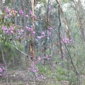 Indigofera australis subsp. australis at Karabar, NSW - 12 Sep 2021