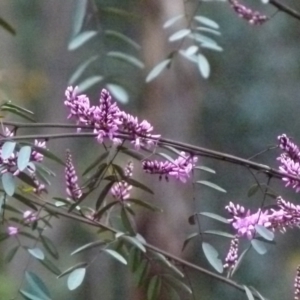 Indigofera australis subsp. australis at Karabar, NSW - 12 Sep 2021