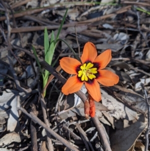 Sparaxis tricolor at Thurgoona, NSW - 14 Sep 2021 02:11 PM