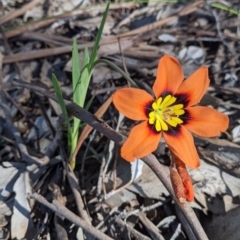 Sparaxis tricolor at Thurgoona, NSW - 14 Sep 2021 02:11 PM