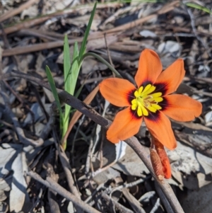 Sparaxis tricolor at Thurgoona, NSW - 14 Sep 2021 02:11 PM