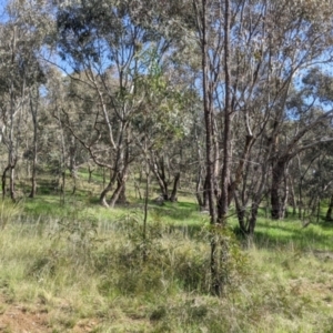 Acacia implexa at Springdale Heights, NSW - 14 Sep 2021
