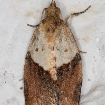 Epiphyas postvittana (Light Brown Apple Moth) at Melba, ACT - 10 Sep 2021 by kasiaaus