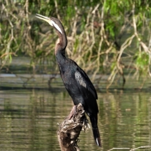 Anhinga novaehollandiae at Cranbrook, QLD - 14 Sep 2019 08:04 AM