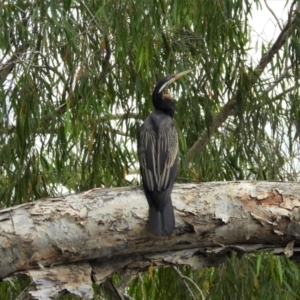 Anhinga novaehollandiae at Cranbrook, QLD - 2 Nov 2019