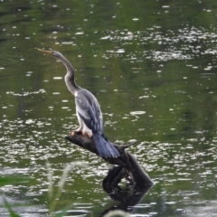 Anhinga novaehollandiae (Australasian Darter) at Cranbrook, QLD - 21 Feb 2020 by TerryS