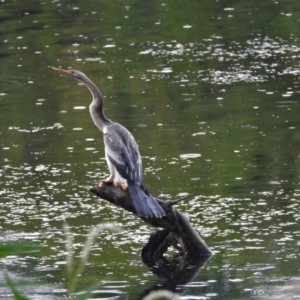 Anhinga novaehollandiae at Cranbrook, QLD - 22 Feb 2020 08:10 AM