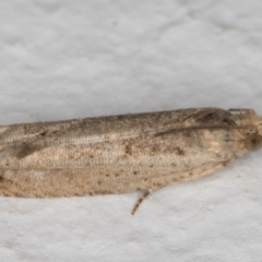 Crocidosema plebejana (Cotton Tipworm Moth) at Melba, ACT - 10 Sep 2021 by kasiaaus