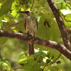 Oriolus sagittatus (Olive-backed Oriole) at Cranbrook, QLD - 30 Oct 2019 by TerryS