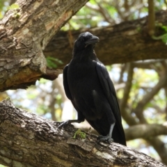 Corvus orru (Torresian Crow) at Cranbrook, QLD - 6 Dec 2019 by TerryS