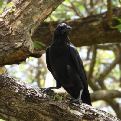 Corvus orru (Torresian Crow) at Cranbrook, QLD - 6 Dec 2019 by TerryS