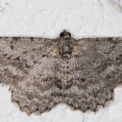 Psilosticha absorpta (Fine-waved Bark Moth) at Melba, ACT - 10 Sep 2021 by kasiaaus