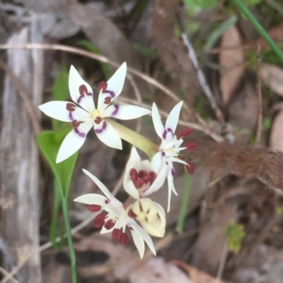 Wurmbea dioica subsp. dioica (Early Nancy) at Bruce, ACT - 12 Sep 2021 by JohnGiacon
