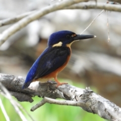 Ceyx azureus (Azure Kingfisher) at Cranbrook, QLD - 30 Oct 2020 by TerryS