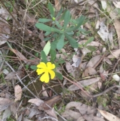 Hibbertia obtusifolia (Grey Guinea-flower) at Bruce, ACT - 12 Sep 2021 by JohnGiacon