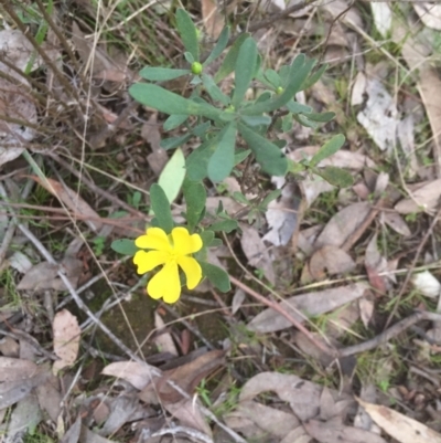 Hibbertia obtusifolia (Grey Guinea-flower) at Gossan Hill - 12 Sep 2021 by jgiacon