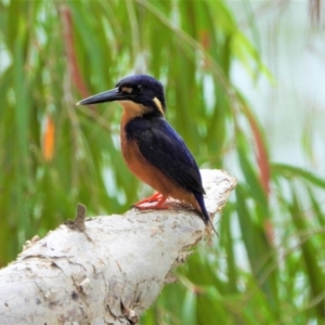 Ceyx azureus at Cranbrook, QLD - 2 Jan 2020