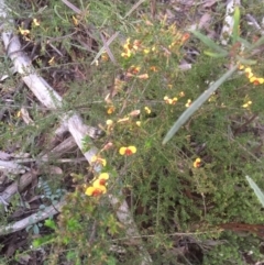 Dillwynia phylicoides (A Parrot-pea) at Bruce Ridge to Gossan Hill - 12 Sep 2021 by JohnGiacon