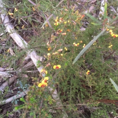 Dillwynia phylicoides (A Parrot-pea) at Bruce Ridge to Gossan Hill - 12 Sep 2021 by JohnGiacon