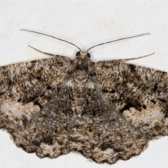 Unplaced externaria (Mahogany Bark Moth (formerly Hypomecis externaria)) at Melba, ACT - 10 Sep 2021 by kasiaaus