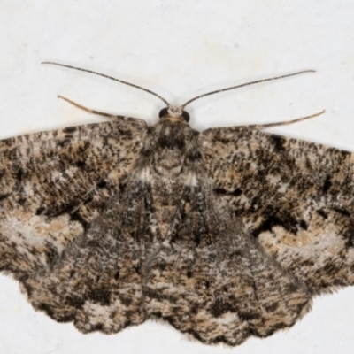 Unplaced externaria (Mahogany Bark Moth (formerly Hypomecis externaria)) at Melba, ACT - 10 Sep 2021 by kasiaaus