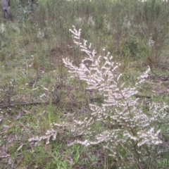 Leucopogon fletcheri subsp. brevisepalus (Twin Flower Beard-Heath) at Bruce Ridge to Gossan Hill - 12 Sep 2021 by jgiacon