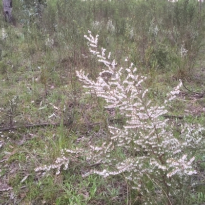 Leucopogon fletcheri subsp. brevisepalus (Twin Flower Beard-Heath) at Bruce, ACT - 12 Sep 2021 by jgiacon