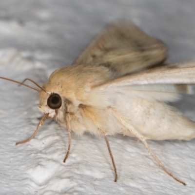 Helicoverpa punctigera (Native Budworm) at Melba, ACT - 10 Sep 2021 by kasiaaus