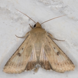 Helicoverpa punctigera at Melba, ACT - 11 Sep 2021 01:56 AM