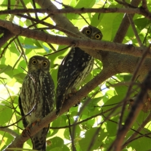 Ninox connivens at Cranbrook, QLD - suppressed