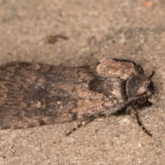 Proteuxoa provisional species 3 at Melba, ACT - 11 Sep 2021