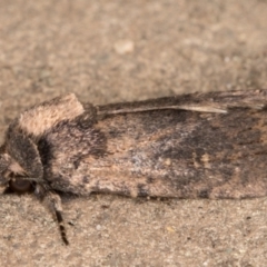 Proteuxoa provisional species 3 at Melba, ACT - 11 Sep 2021