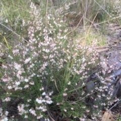 Cryptandra amara (Bitter Cryptandra) at Flea Bog Flat to Emu Creek Corridor - 14 Sep 2021 by JohnGiacon