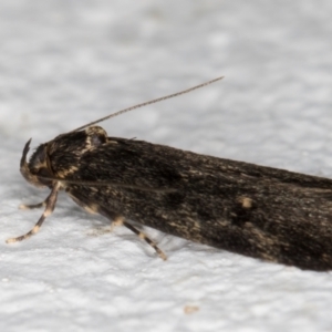 Oecophoridae (family) at Melba, ACT - 11 Sep 2021 06:21 PM