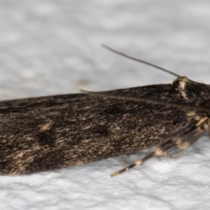 Oecophoridae (family) at Melba, ACT - 11 Sep 2021 06:21 PM