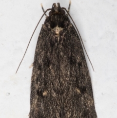 Oecophoridae (family) at Melba, ACT - 11 Sep 2021 06:21 PM