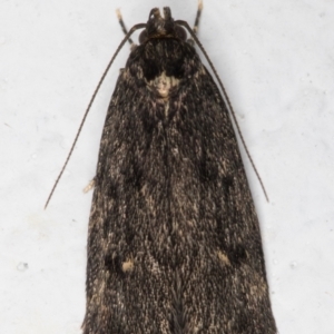 Oecophoridae (family) at Melba, ACT - 11 Sep 2021 06:21 PM